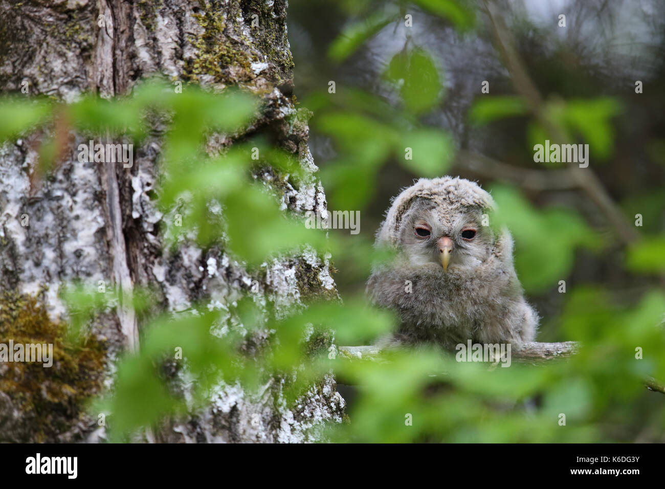Juvenile Ural Owl (Strix uralensis) in Estonia, Europe Stock Photo