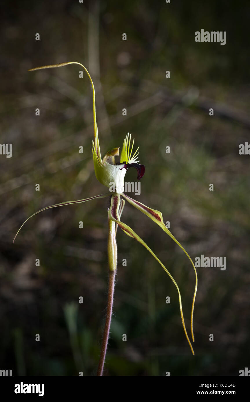 Also, know as a Spider Orchid, this specimen was photographed in western Victoria. Stock Photo