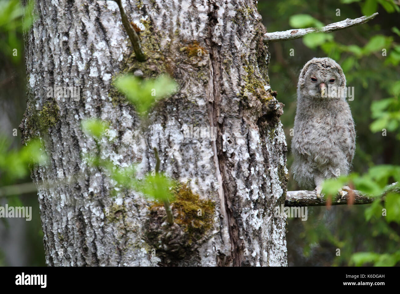Juvenile Ural Owl (Strix uralensis) in Estonia, Europe Stock Photo