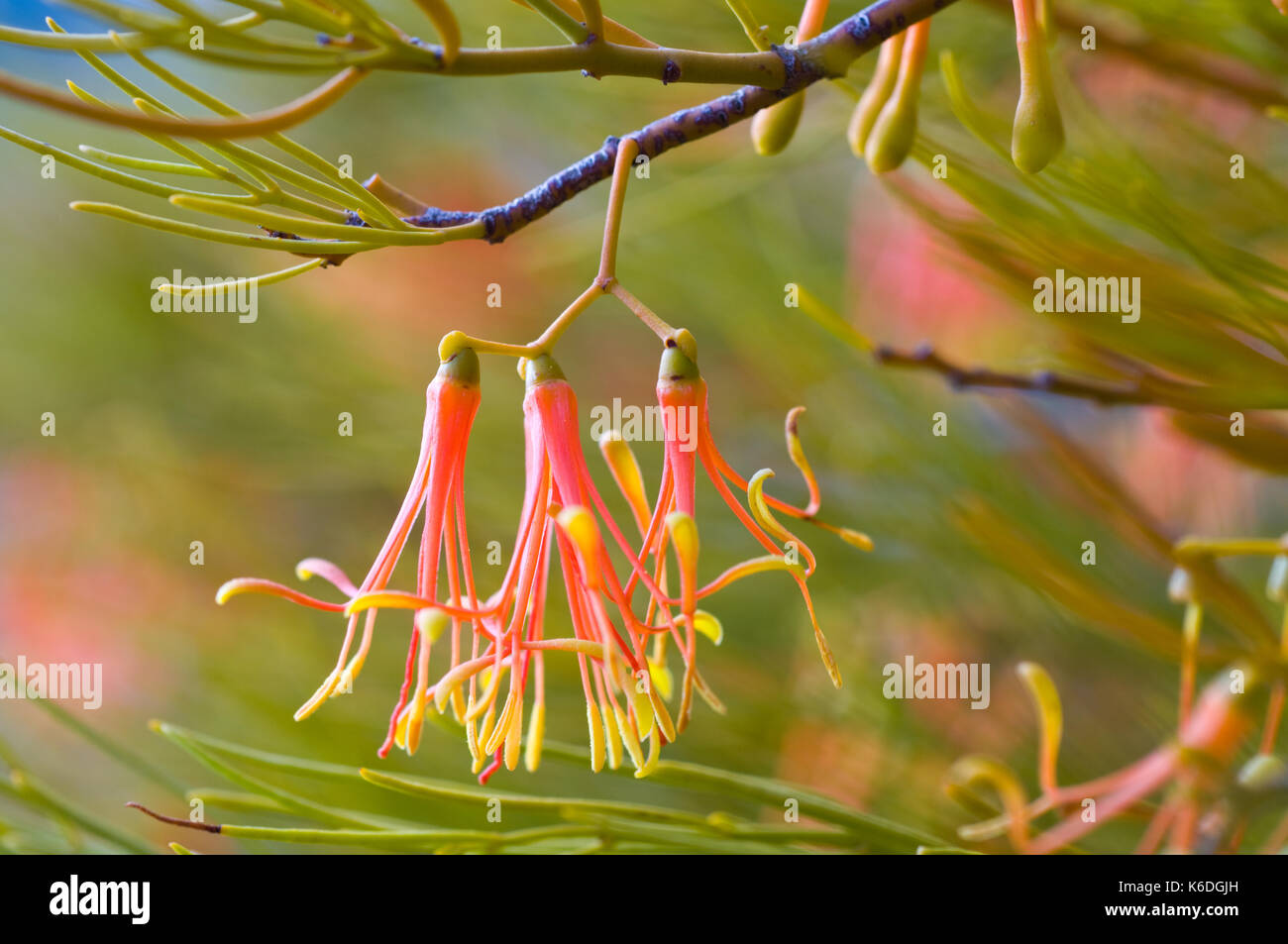 Close up of red Mistletoe flower, this specimen going on an Acacia tree in the Mallee country of Northern Victoria. A parasitic plant that grows on a  Stock Photo