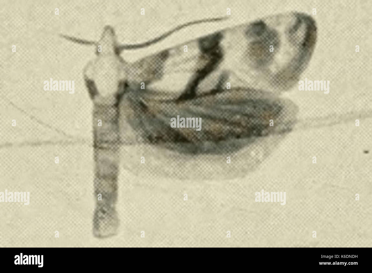 Cochylimorpha discolorana Stock Photo