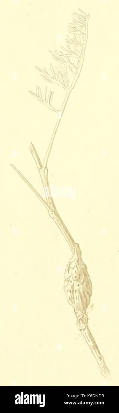 Cochylimorpha halophilana damage Stock Photo