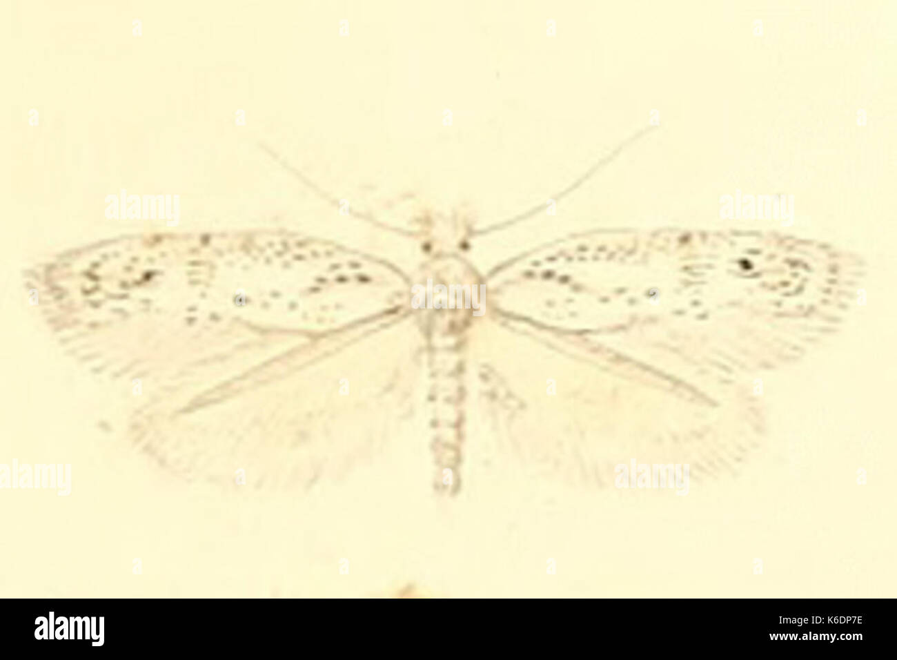 Bucculatricidae species hi-res stock photography and images - Alamy
