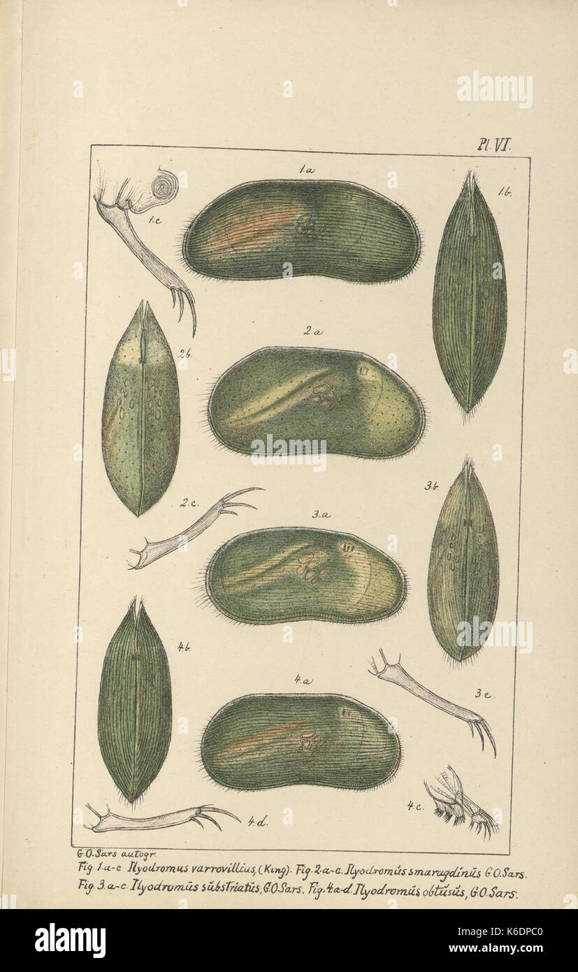 Contributions to the knowledge of the fresh water Entomostraca of New