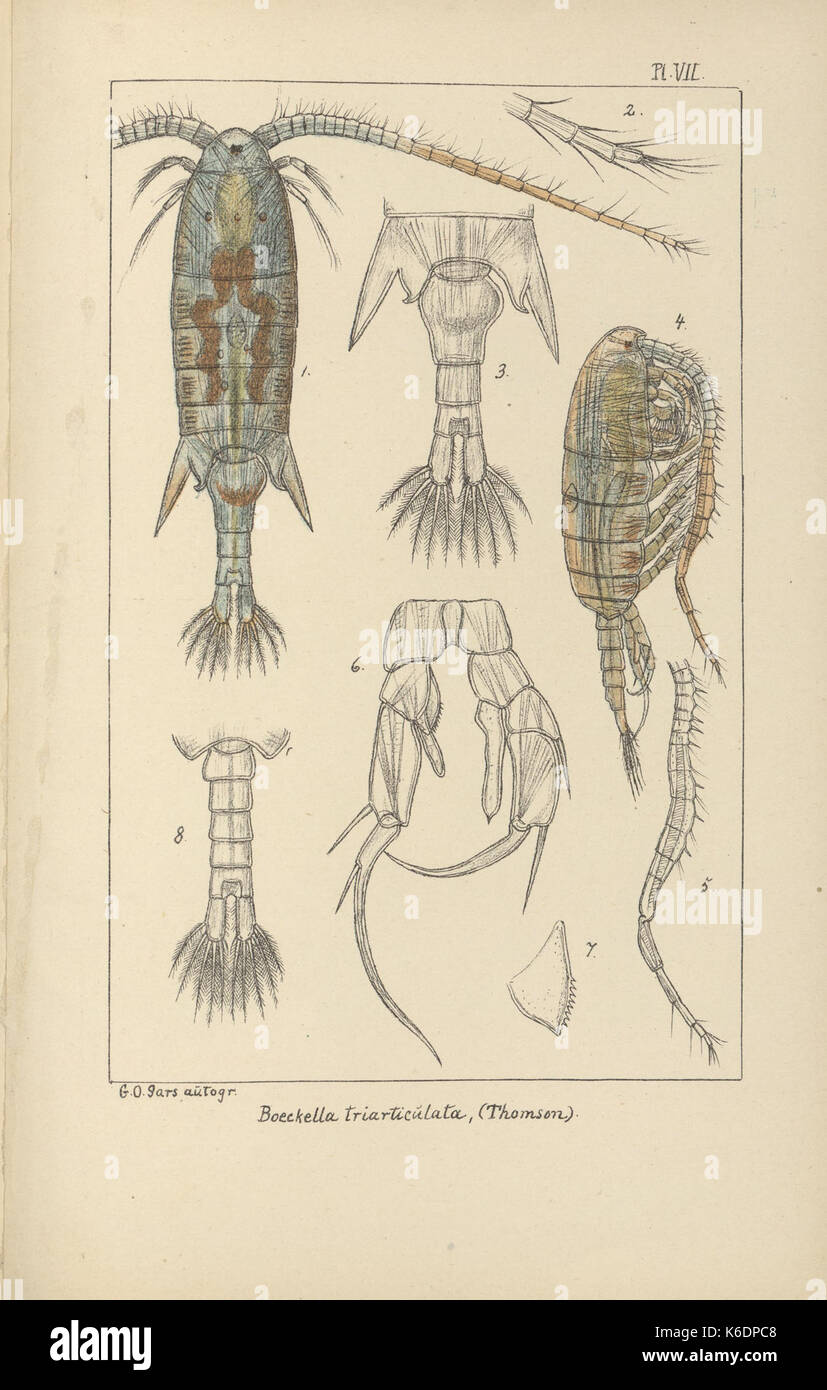 Contributions to the knowledge of the fresh water Entomostraca of New