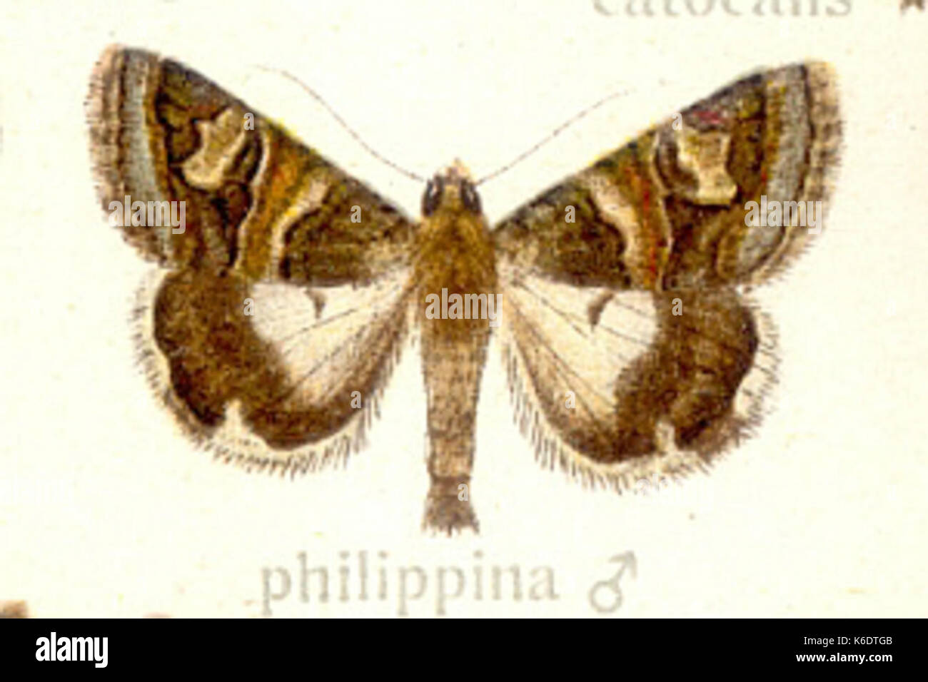 Philippina Tgp