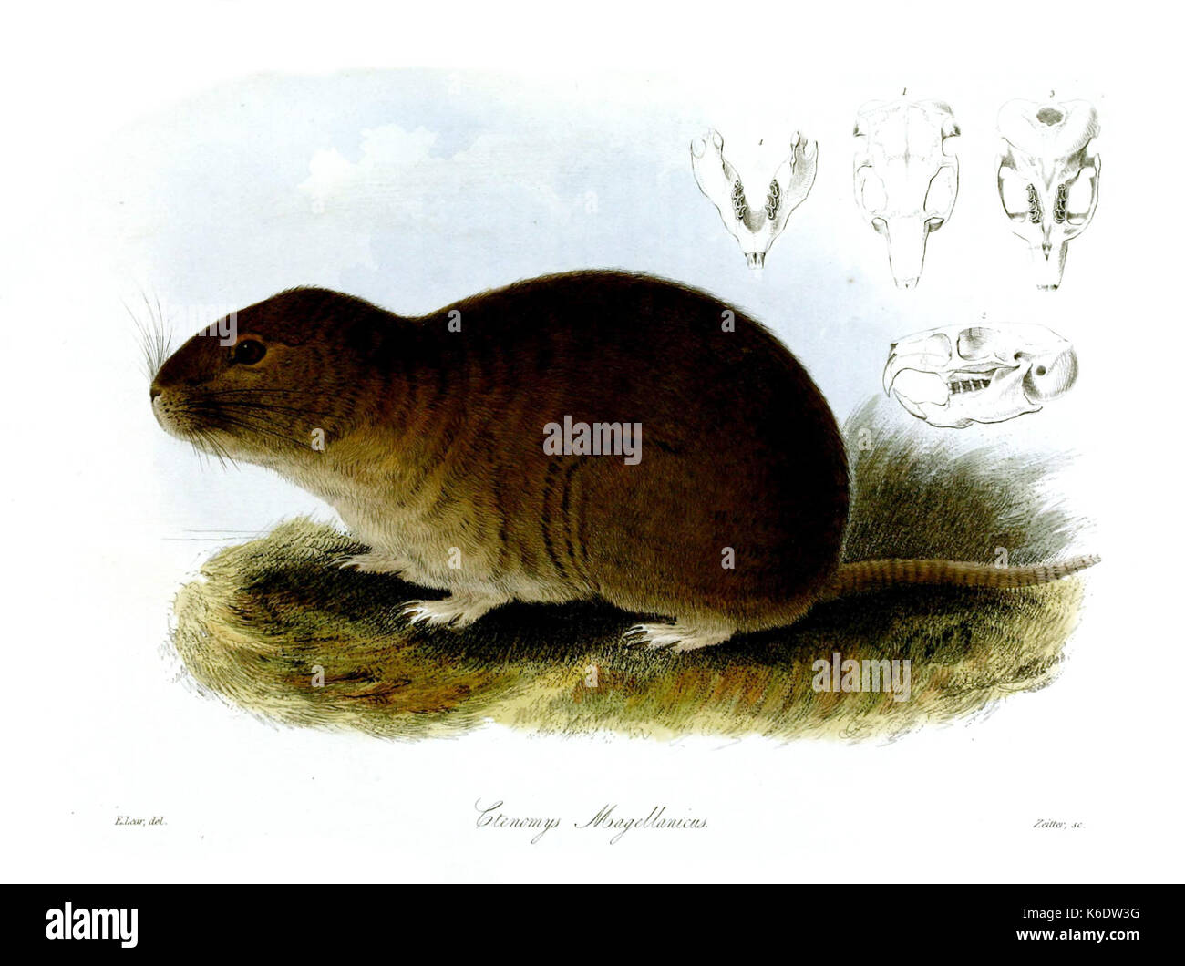 Ctenomys magellanicus TZSL Stock Photo Alamy