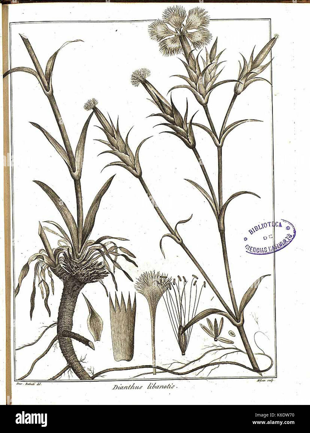 Dianthus libanotis illustration Stock Photo
