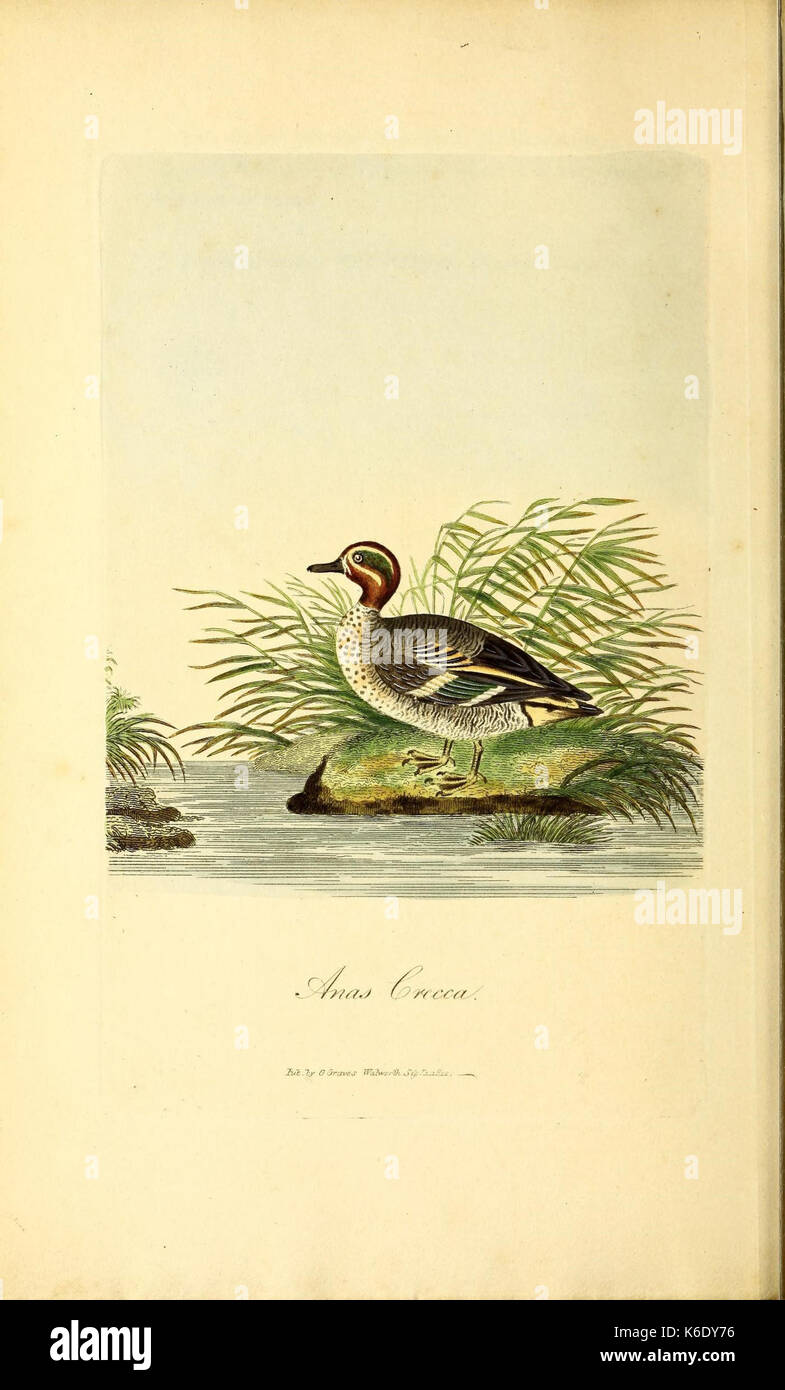 This drawing from the Field Museum of Natural History Library showcases