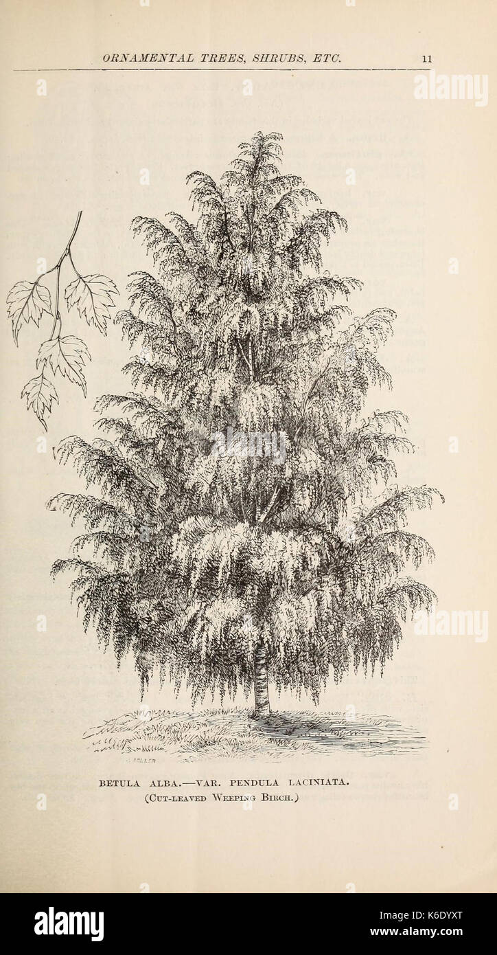 Descriptive catalogue of ornamental trees, shrubs, roses, flowering plants, &c (15949156154) Stock Photo