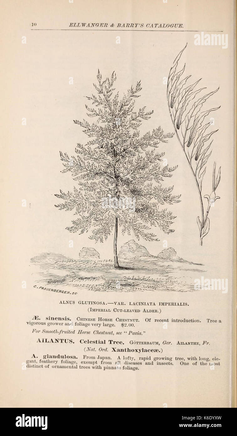 Descriptive catalogue of ornamental trees, shrubs, roses, flowering plants, &c (15951508863) Stock Photo