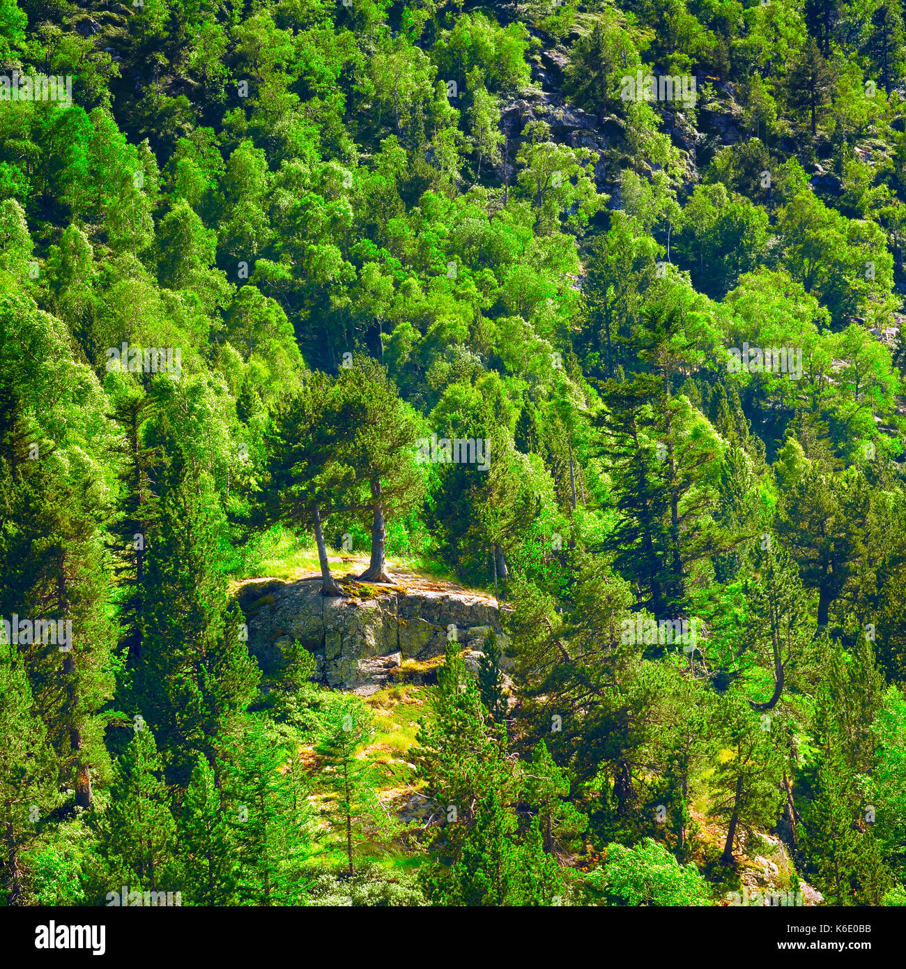 Deciduous and coniferous forest on the hillside Stock Photo Alamy