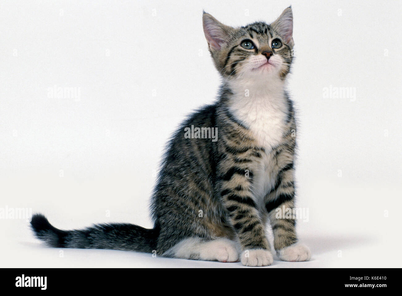 Domestic Cat Kitten 14 Weeks Old Tabby White Sitting White Background Cut Out Pet Stock Photo Alamy