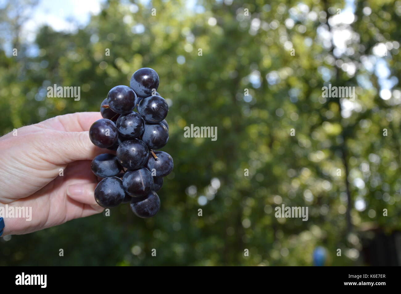 Grapes (Muscat Stock Photo Alamy