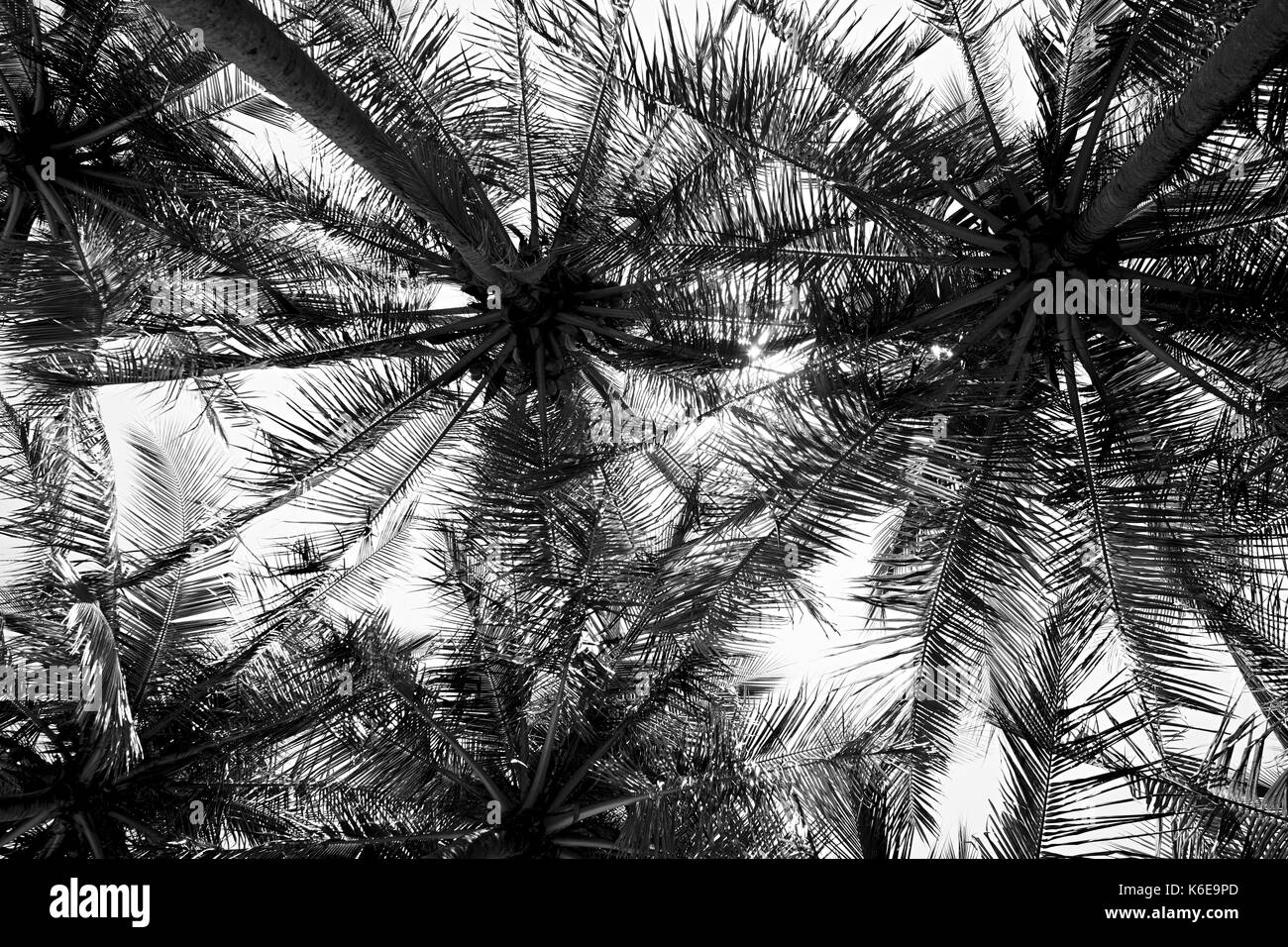 Palm trees along the beach in Samara, Costa Rica Stock Photo