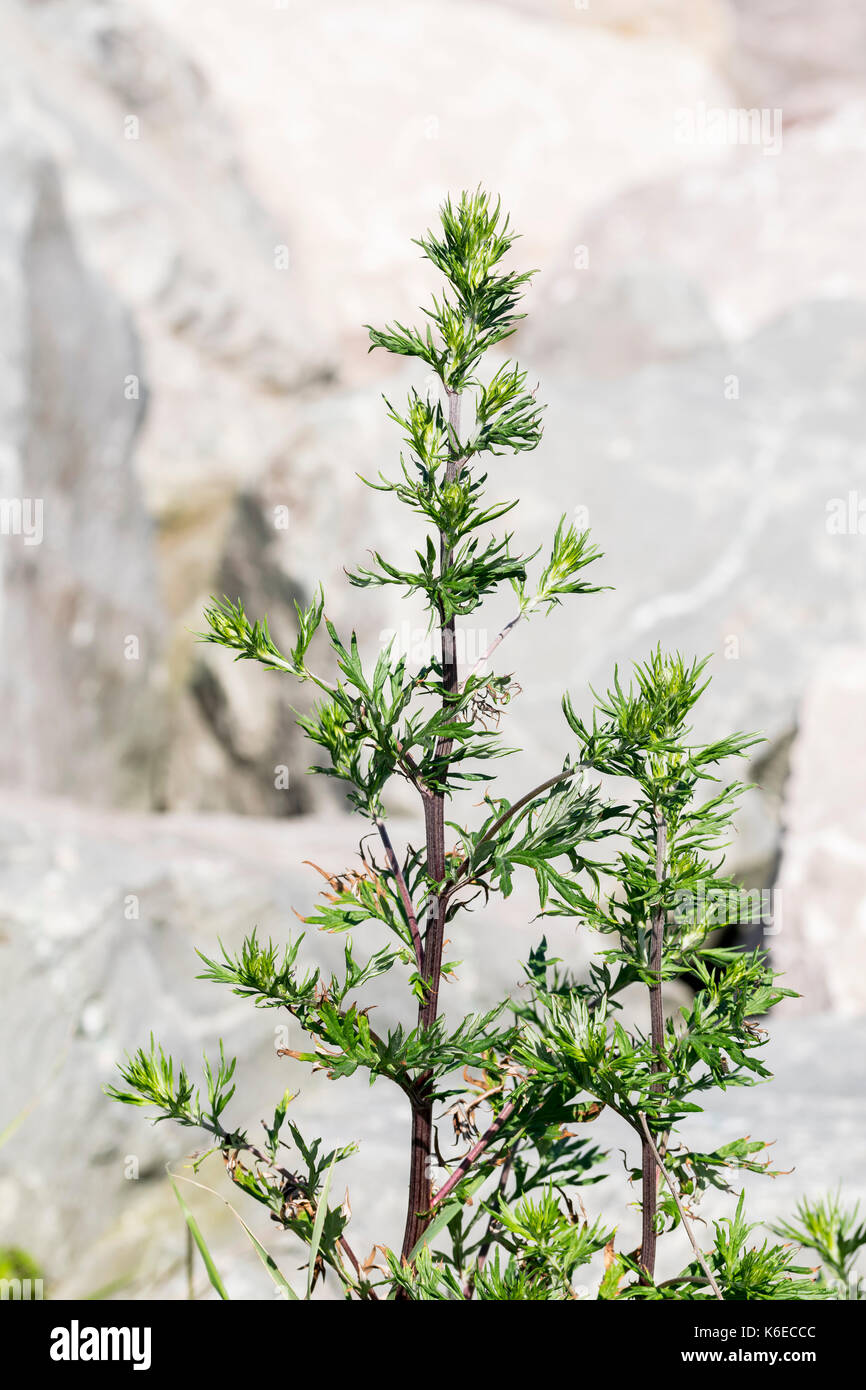 Wild wasteland herbal plant Mugwort Artemisia vulgaris Stock Photo