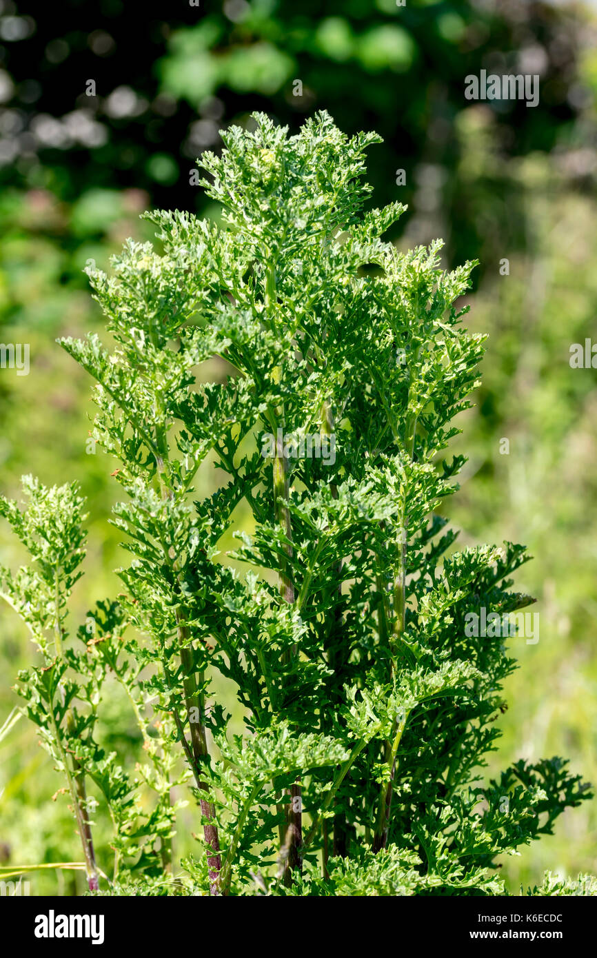Wild wasteland plant Common Ragwort Stock Photo