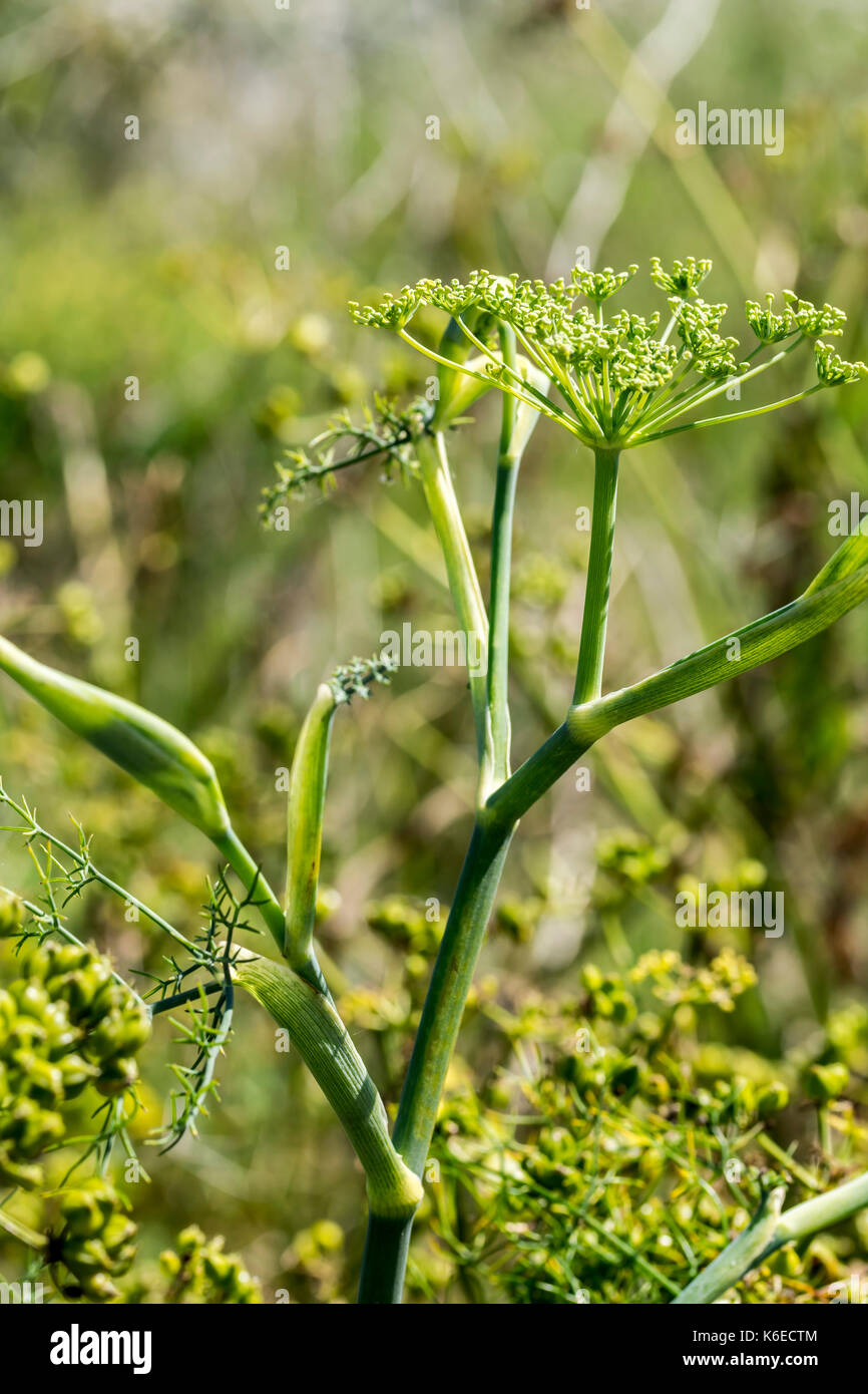 Wild green Fennel growing on the North Wales coast Stock Photo Alamy