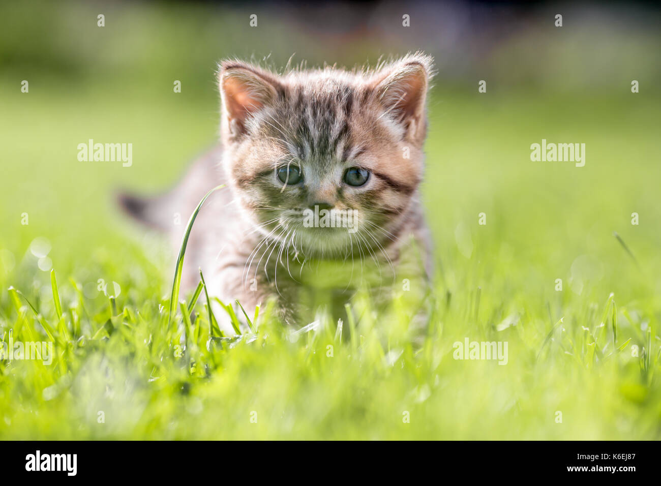 Young cat in green grass Stock Photo