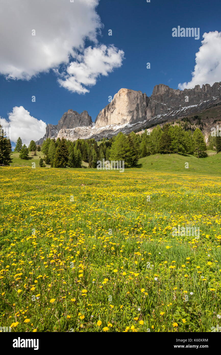 Wild flowers in bloom, Roda di Vaèl, Vigo di Fassa, Trentino, Italy Stock Photo