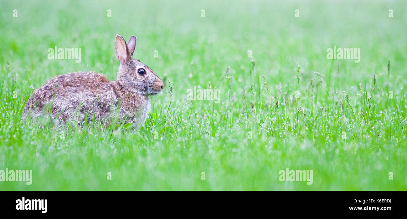 Cottontail Rabbit, North America Stock Photo