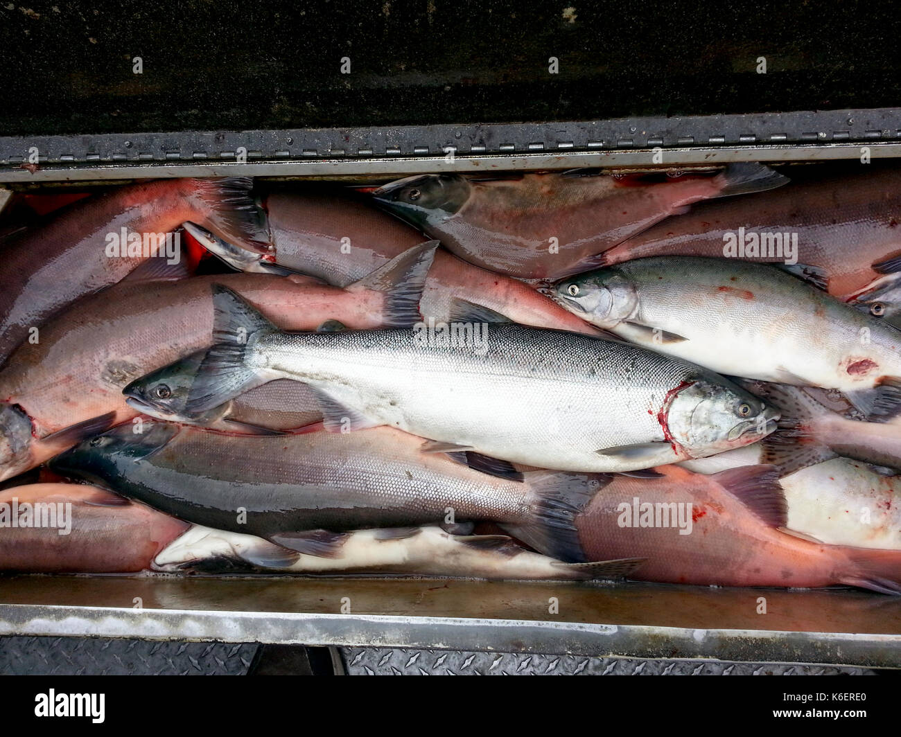 Fish in box hi-res stock photography and images - Alamy