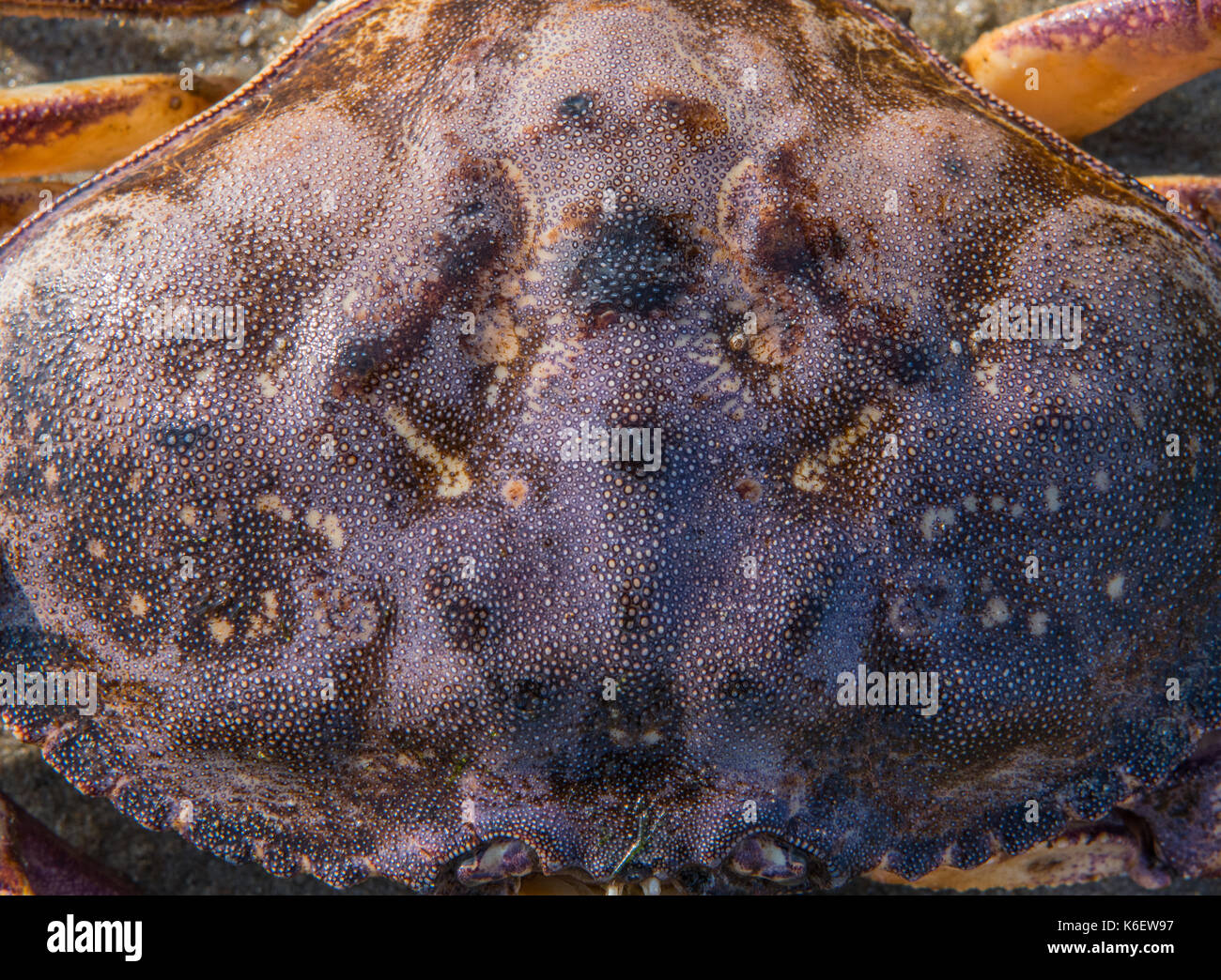 Texture on Shell of Large Crab on Hobbit beach Stock Photo - Alamy