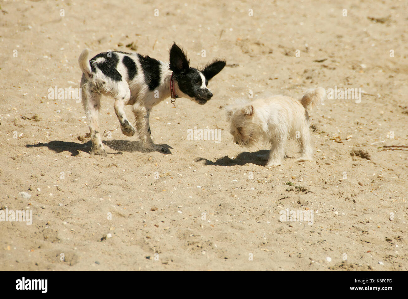Two dogs playing on the beach Stock Photo - Alamy