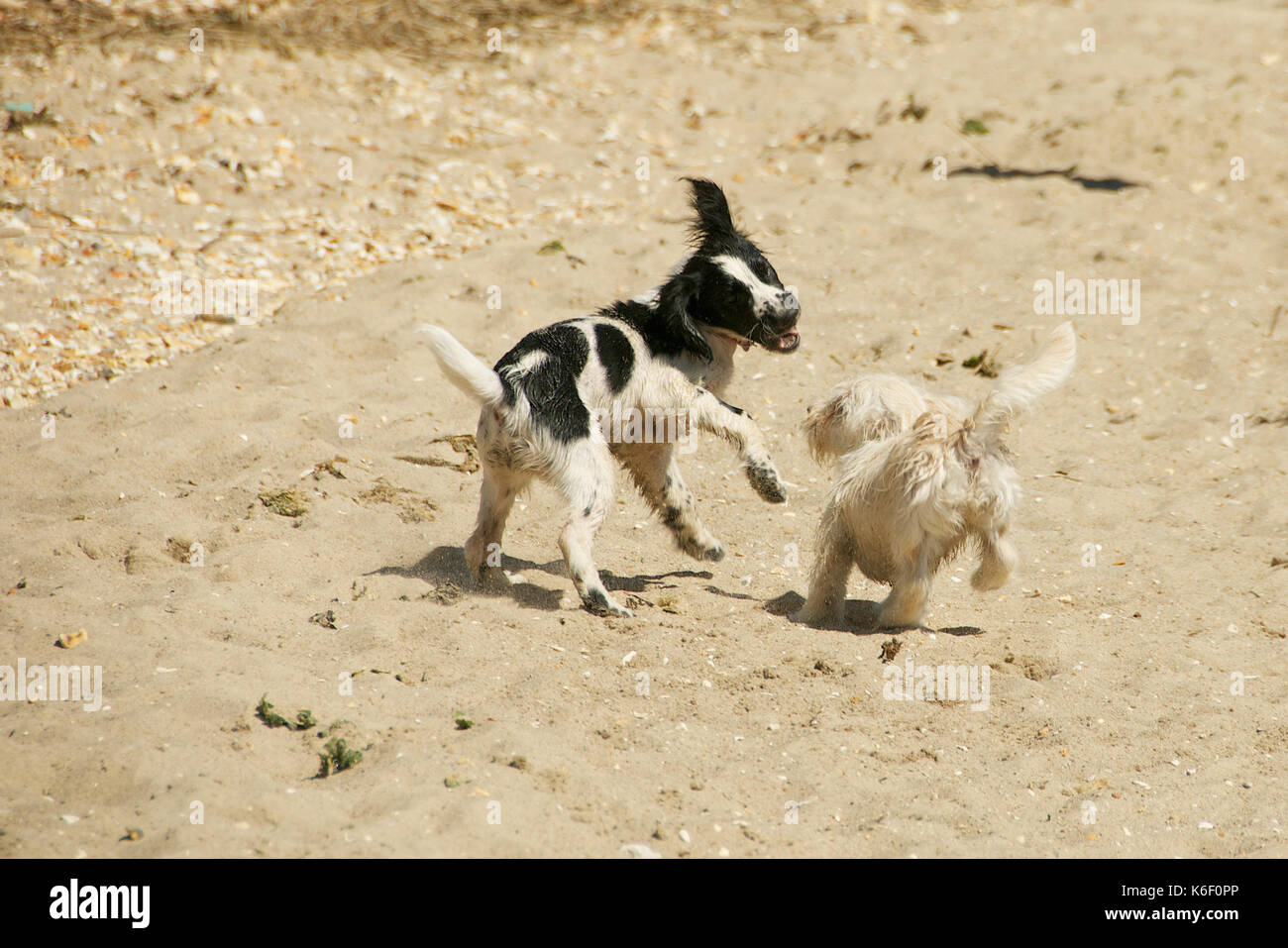 Two dogs playing on the beach Stock Photo - Alamy
