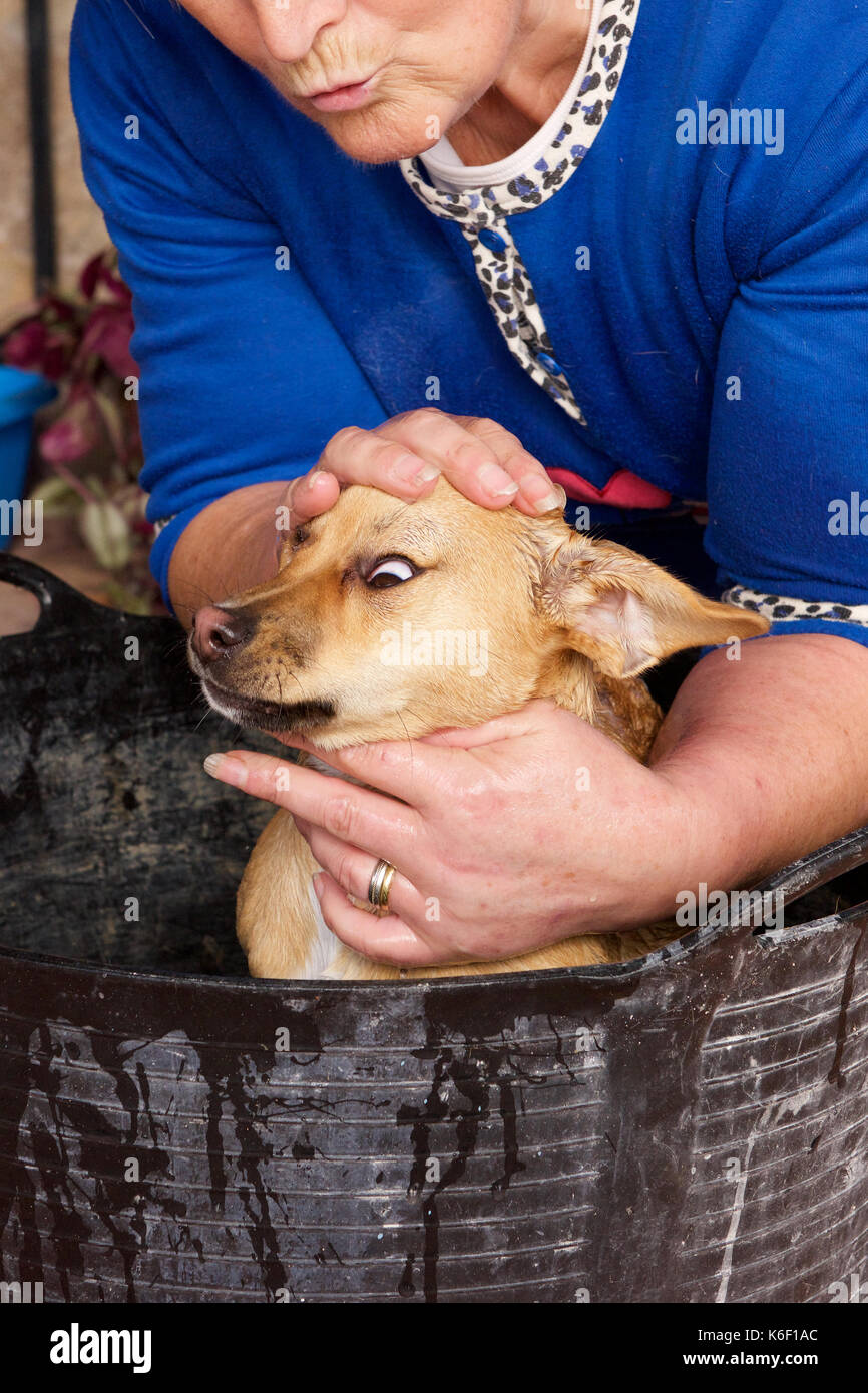 Puppy Dog receiving it's first wash and bath Stock Photo Alamy