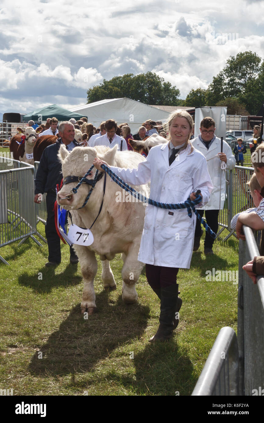 A young farmer leads her bull into the ring at the annual Kington Show, Herefordshire, UK, a traditional livestock, produce and horticultural show Stock Photo