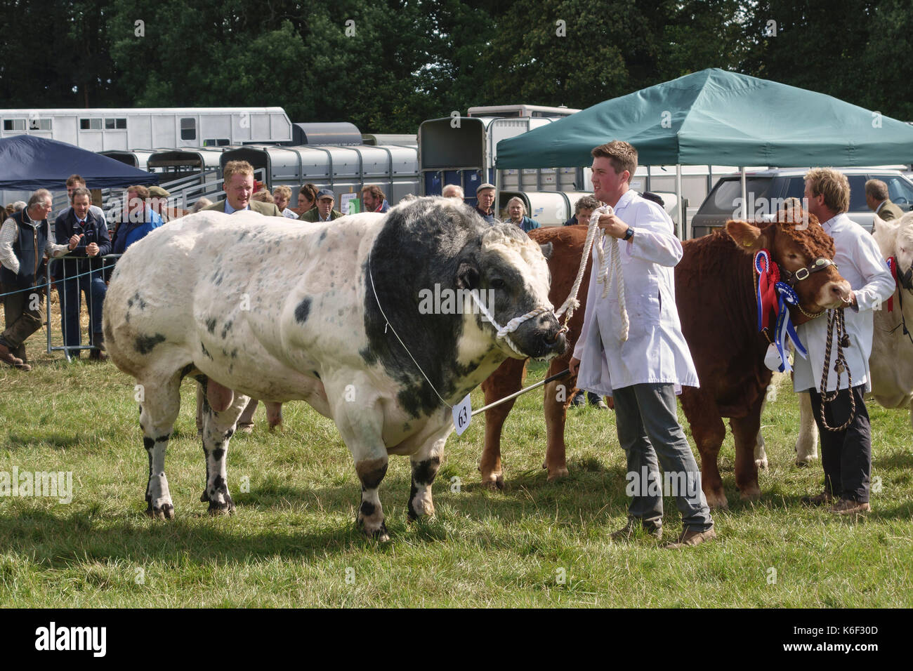 A huge British Blue bull (also Belgian Blue) at the Kington Show, Herefordshire, UK, a traditional livestock, produce and horticultural show Stock Photo