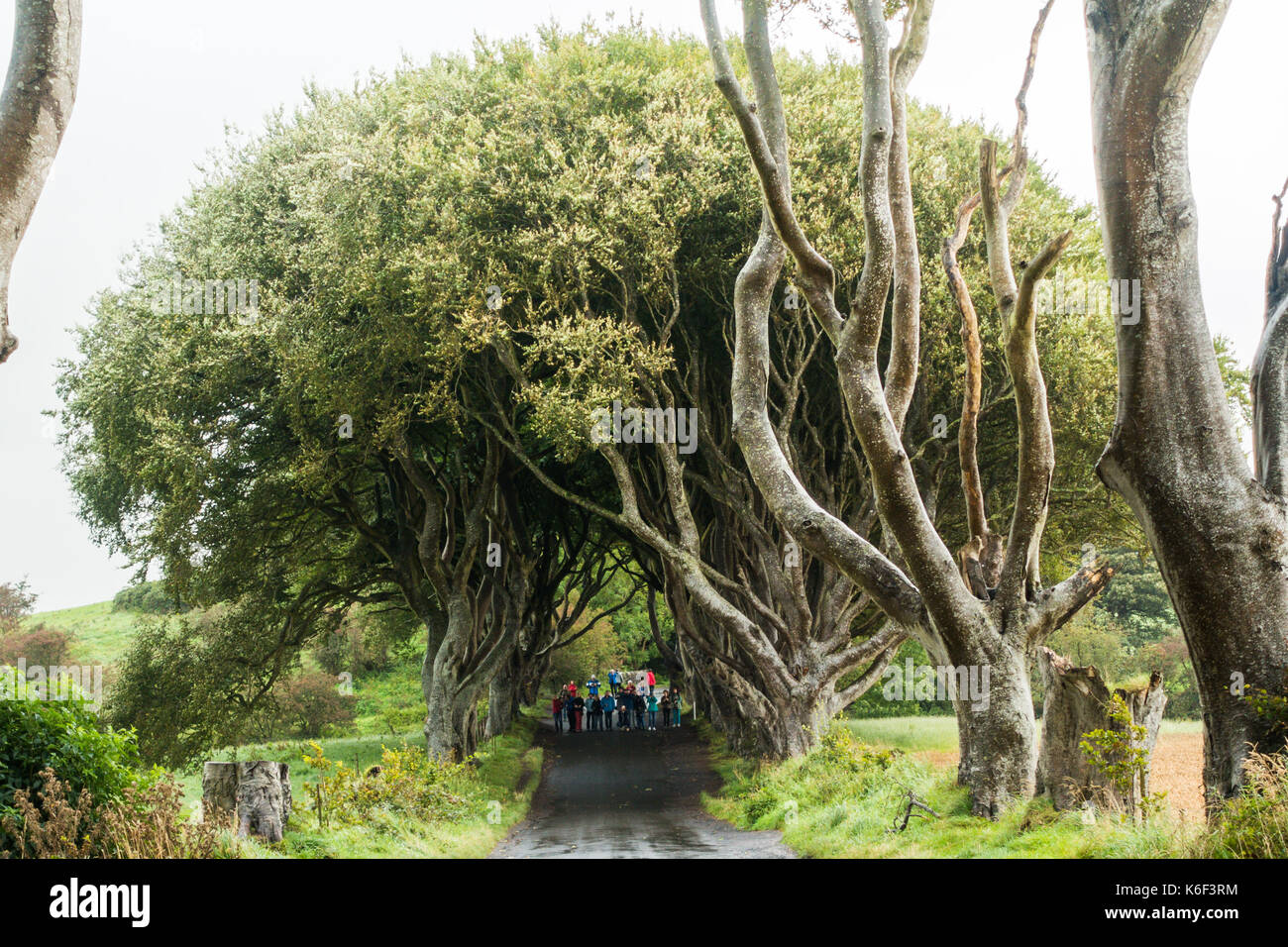 The Dark Hedges on Bregagh Rd, Ballymoney, Antrim, Northern Ireland, an avenue of two hundred year old beech trees seen in the HBO tv series near Grac Stock Photo