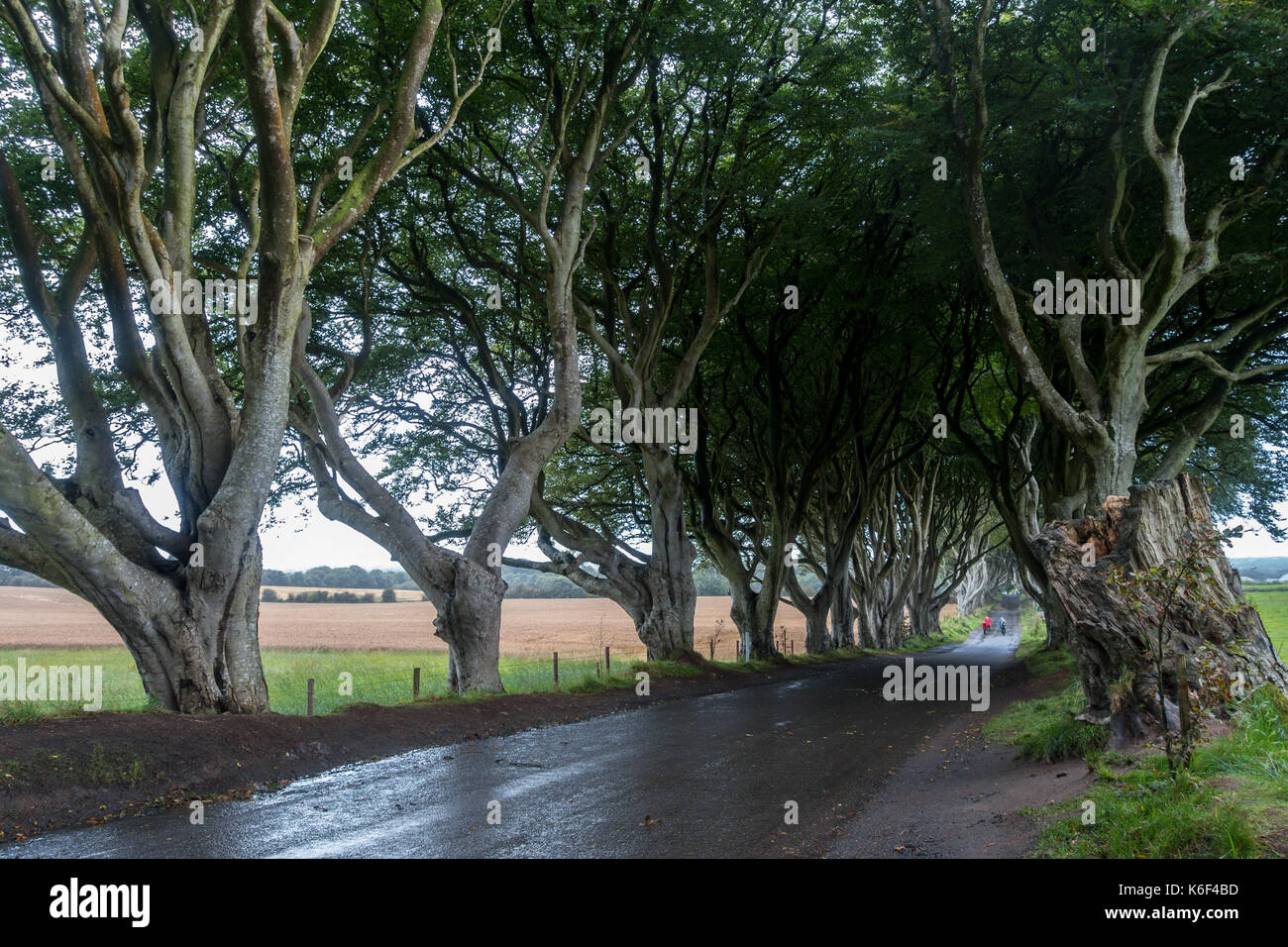 The Dark Hedges on Bregagh Rd, Ballymoney, Antrim, Northern Ireland, an avenue of two hundred year old beech trees seen in the HBO tv series near Grac Stock Photo
