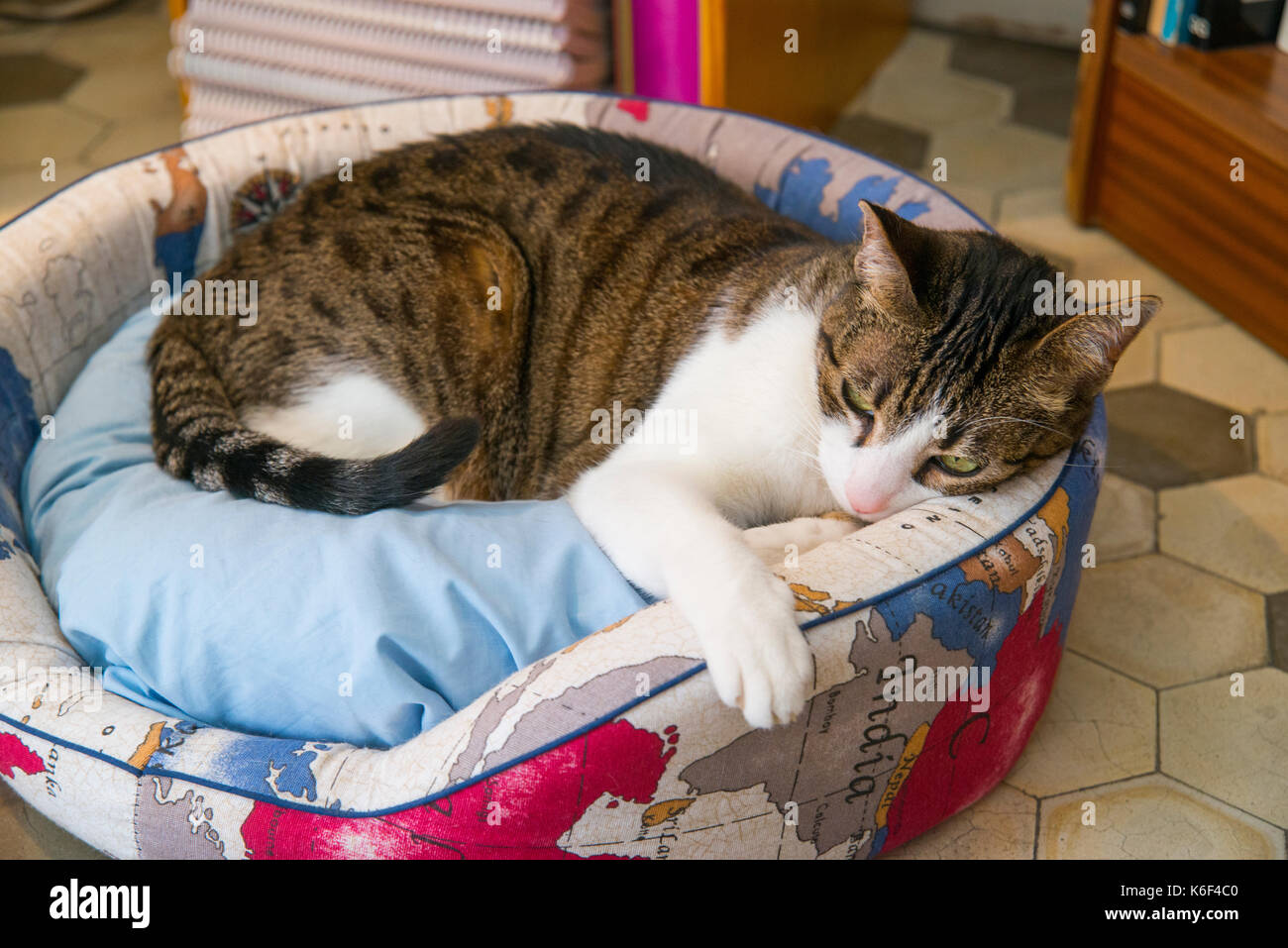 Tabby and white cat lying in his bed. Stock Photo