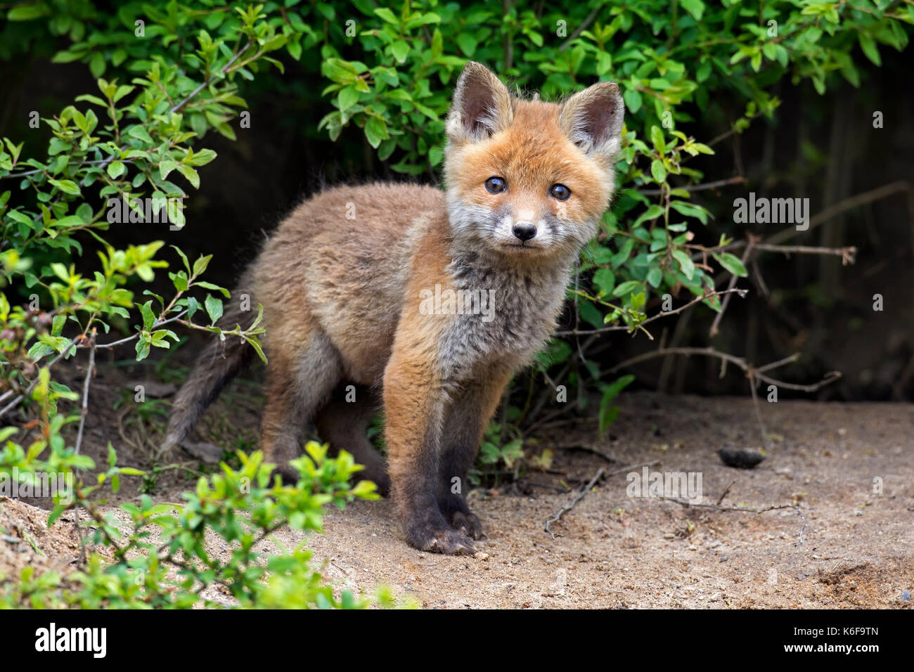 Young cute red fox (Vulpes vulpes), single kit emerging from thicket in spring Stock Photo