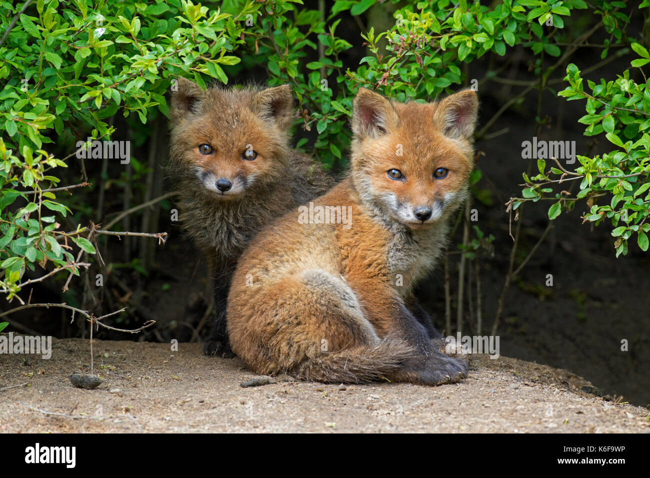 Two cute young red foxes (Vulpes vulpes) emerging from thicket in spring Stock Photo