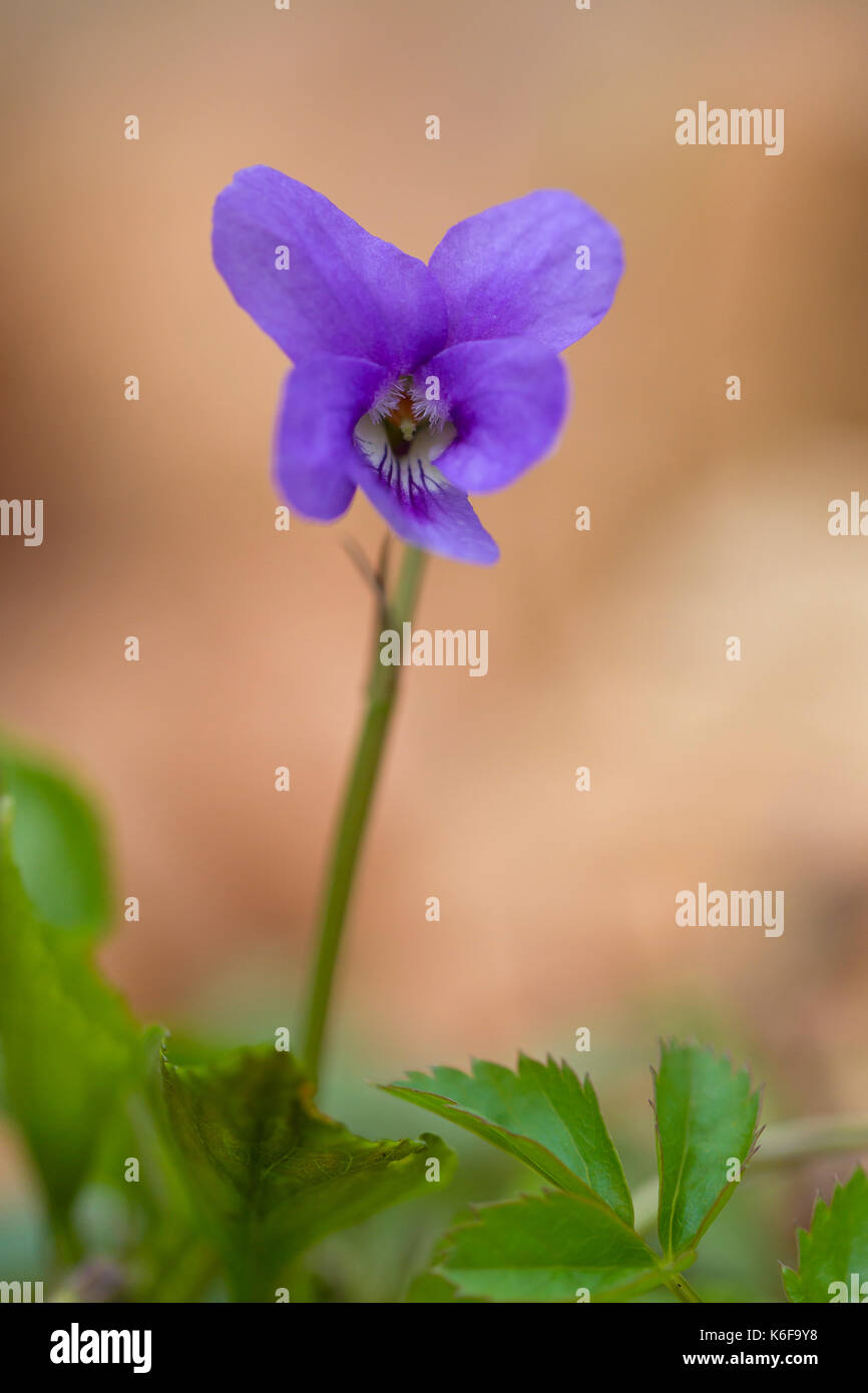 Early dog-violet / pale wood violet / slender wood violet (Viola reichenbachiana) in flower Stock Photo