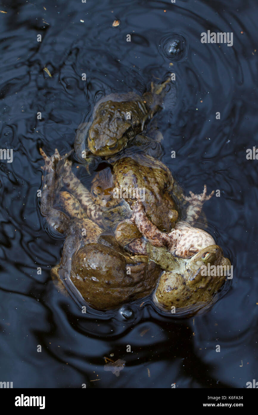 Common toad / European toads (Bufo bufo) in a mating ball (multiple amplexus) in breeding pond in spring Stock Photo