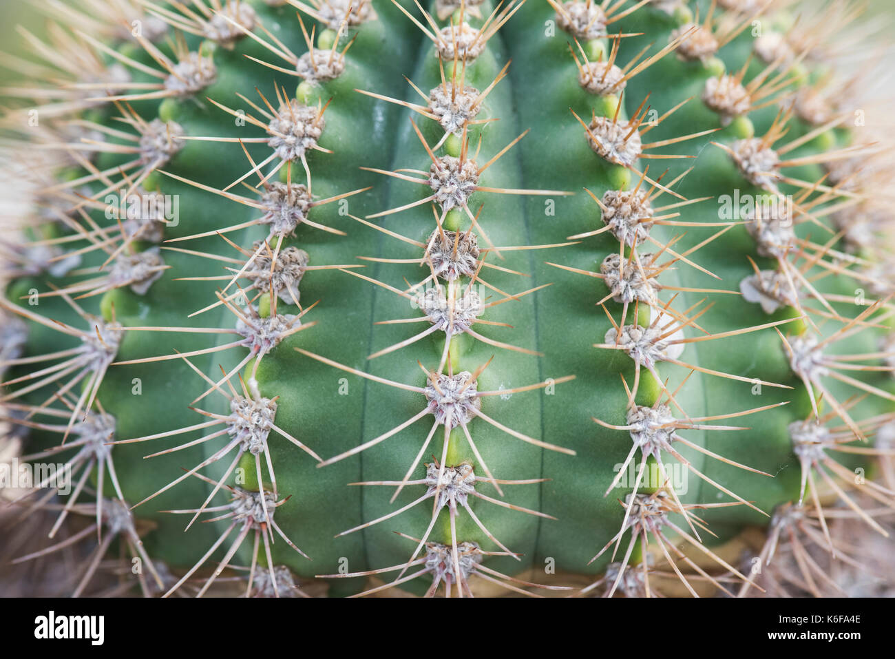Acanthocalycium spiniflorum. Echinopsis spiniflora. Cactus Stock Photo