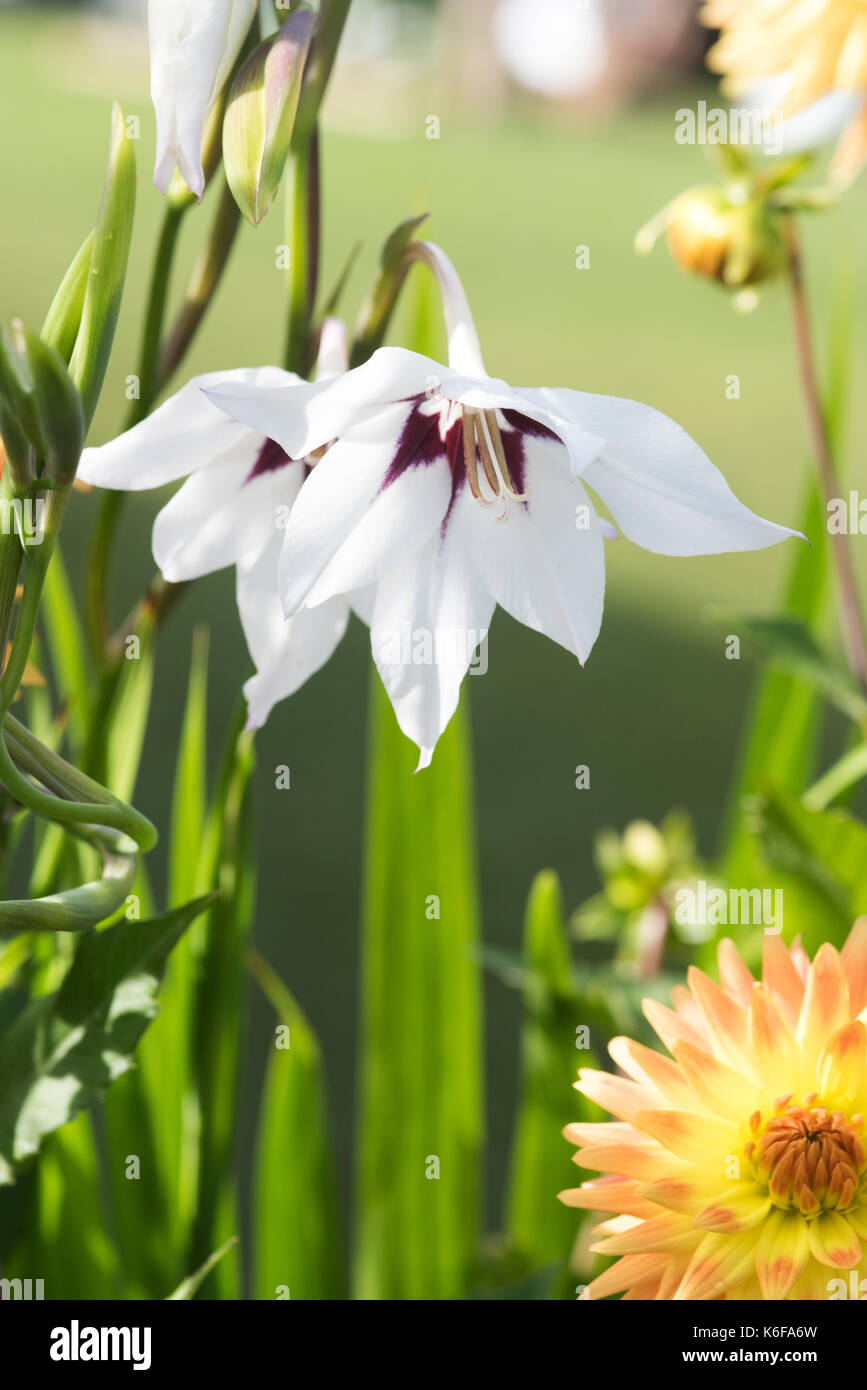 Gladiolus murielae. Abyssinian gladiolus flower in a garden border. UK Stock Photo