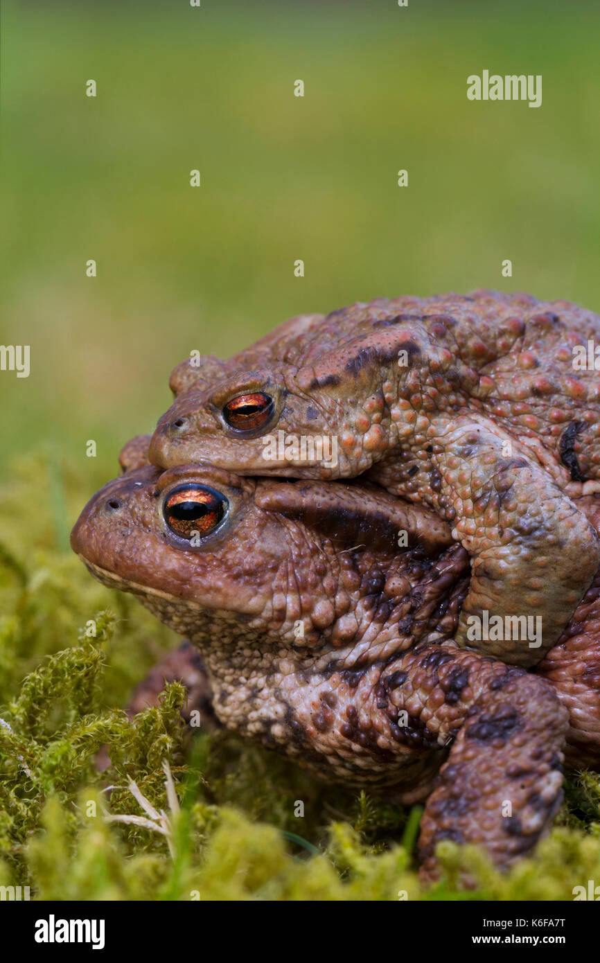 Common toad \/ European toads (Bufo bufo) pair in amplexus walking over grassland to breeding ...