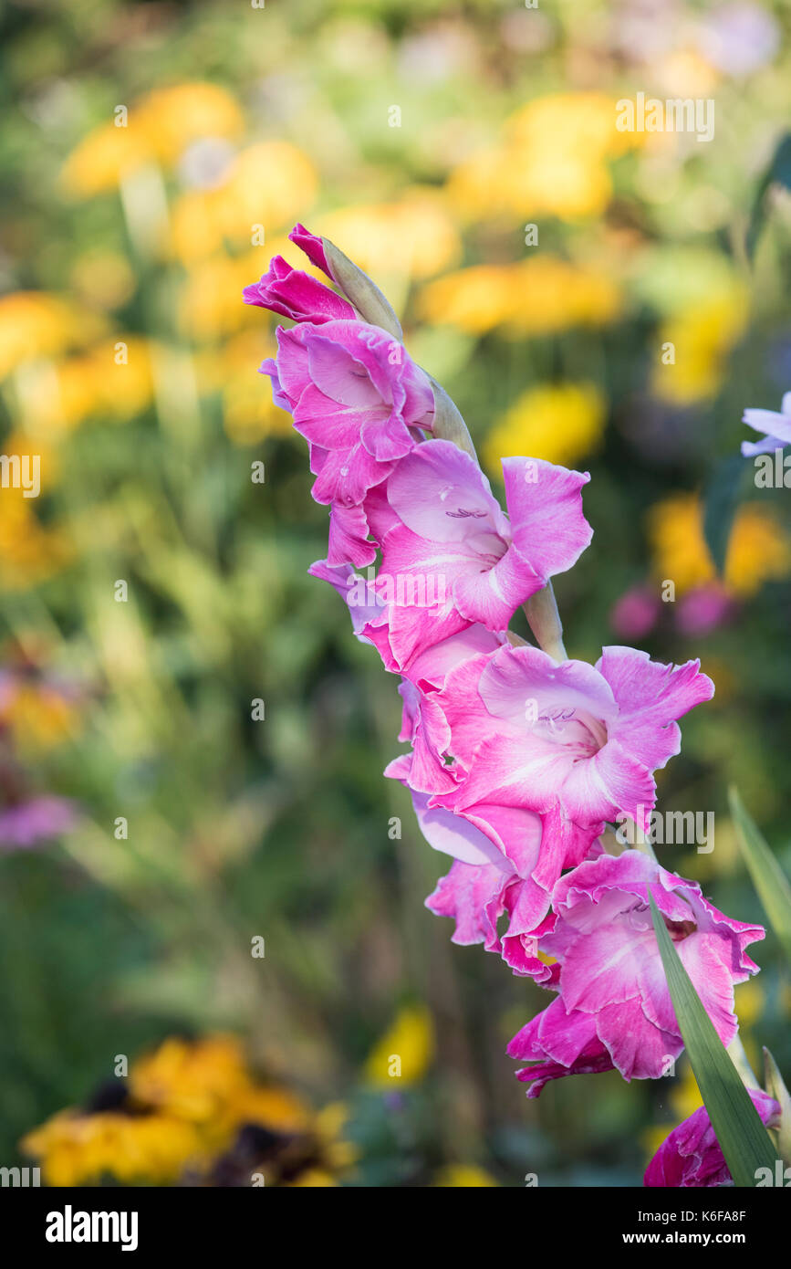 Gladioli vedi napoli hires stock photography and images Alamy