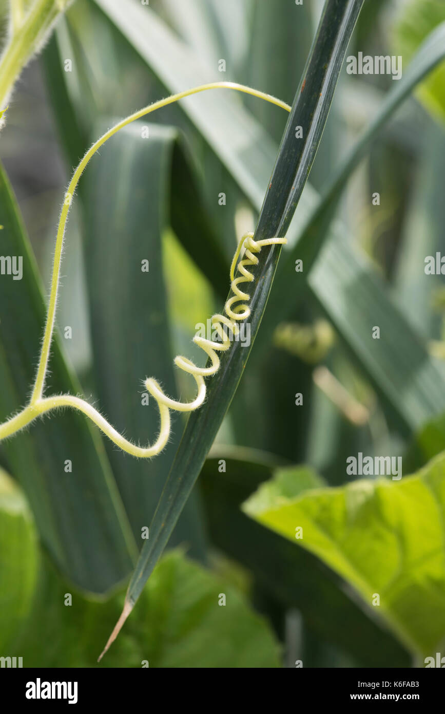 Gourd tendril wrapping around a leek plant leaf in an english vegetable garden. UK Stock Photo