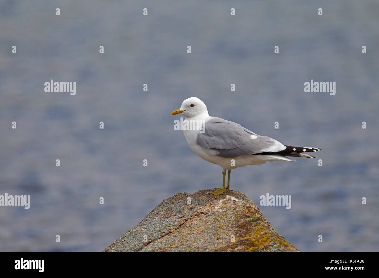 Common gull (Larus canus) in breeding plumage perched on rock on beach in spring Stock Photo