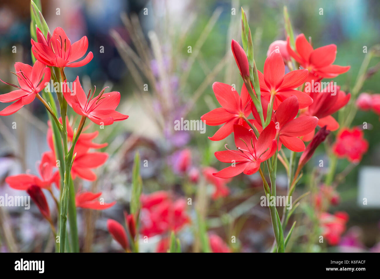 Hesperantha coccinea 'Major'. Schizostylis coccinea 'Major'. Crimson flag lily 'Major'. Kaffir lily 'Major' Stock Photo