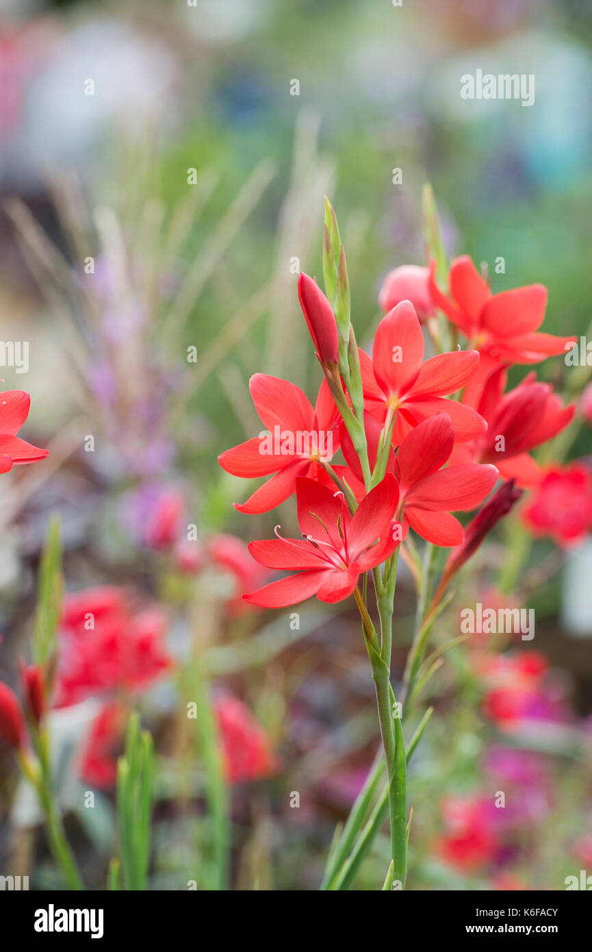 Hesperantha coccinea 'Major'. Schizostylis coccinea 'Major'. Crimson flag lily 'Major'. Kaffir lily 'Major' Stock Photo
