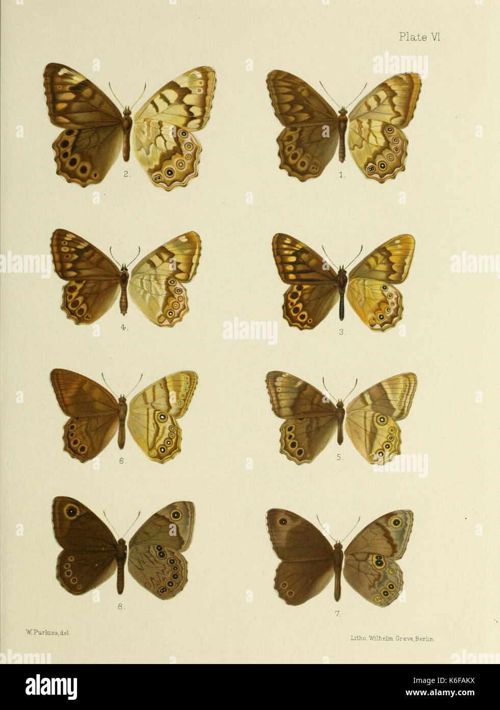 洋書 Butterflies from China, Japan, and Corea Buy Butterflies From China, Japan, and Corea; Volume 1 Book Online