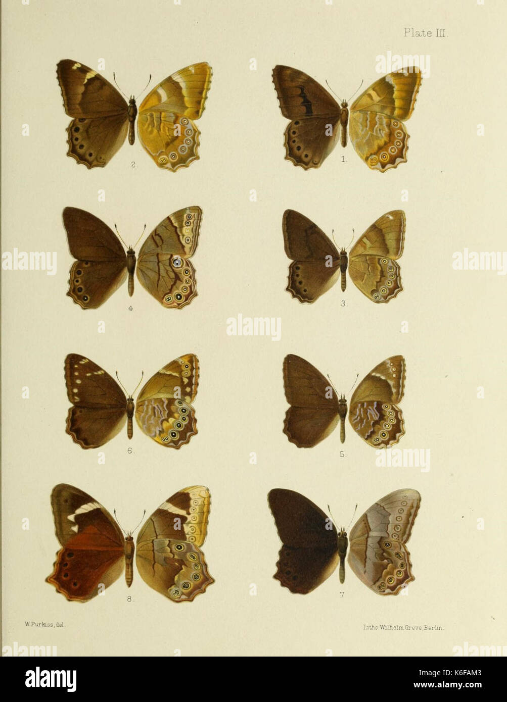 Butterflies in japan hi-res stock photography and images - Alamy