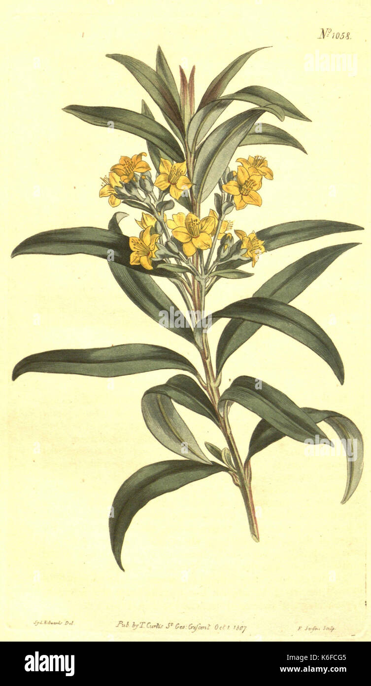 Curtis's botanical magazine (10596286996) Stock Photo